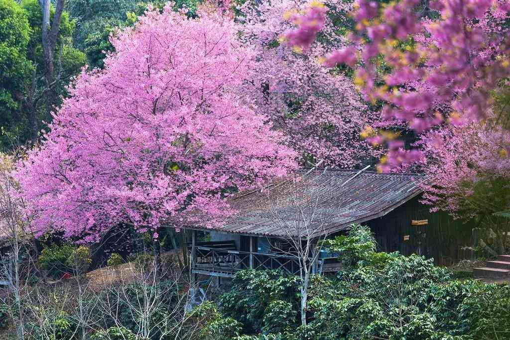 冬季泰国清迈旅游看点——坤昌阡樱花谷及双龙寺