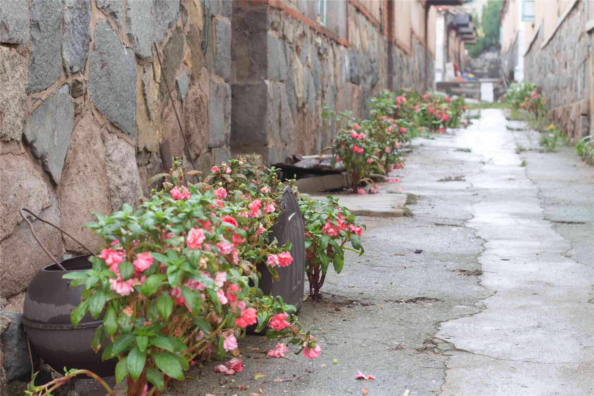 或许你知道青岛，但你一定不知竹岔岛村