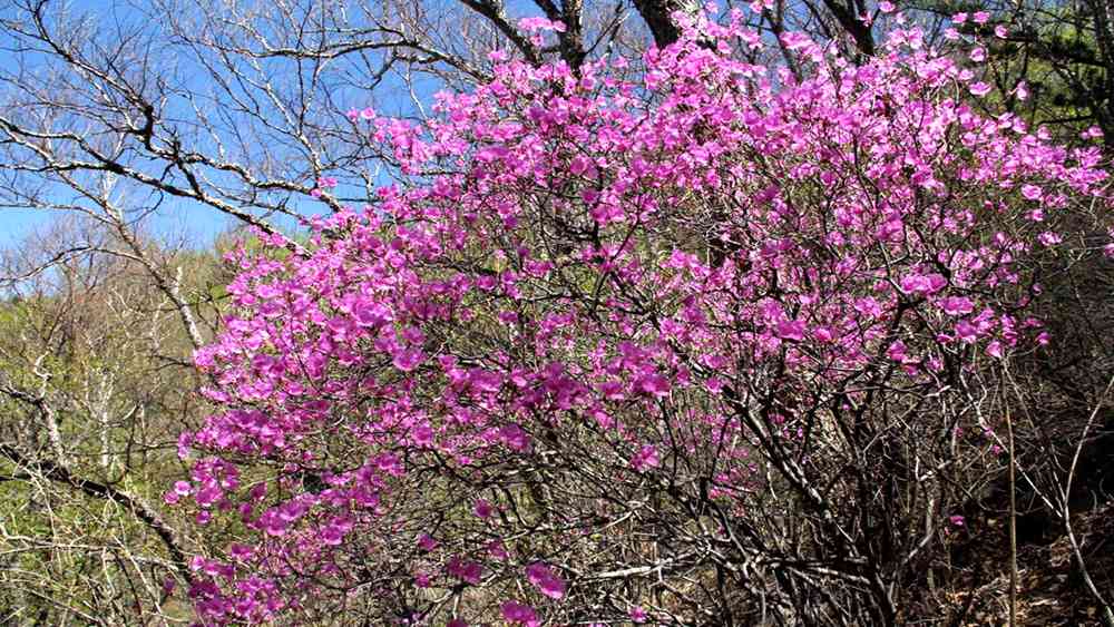 2018北京赏花最全赏花时间表，各大公园花期是什么时候