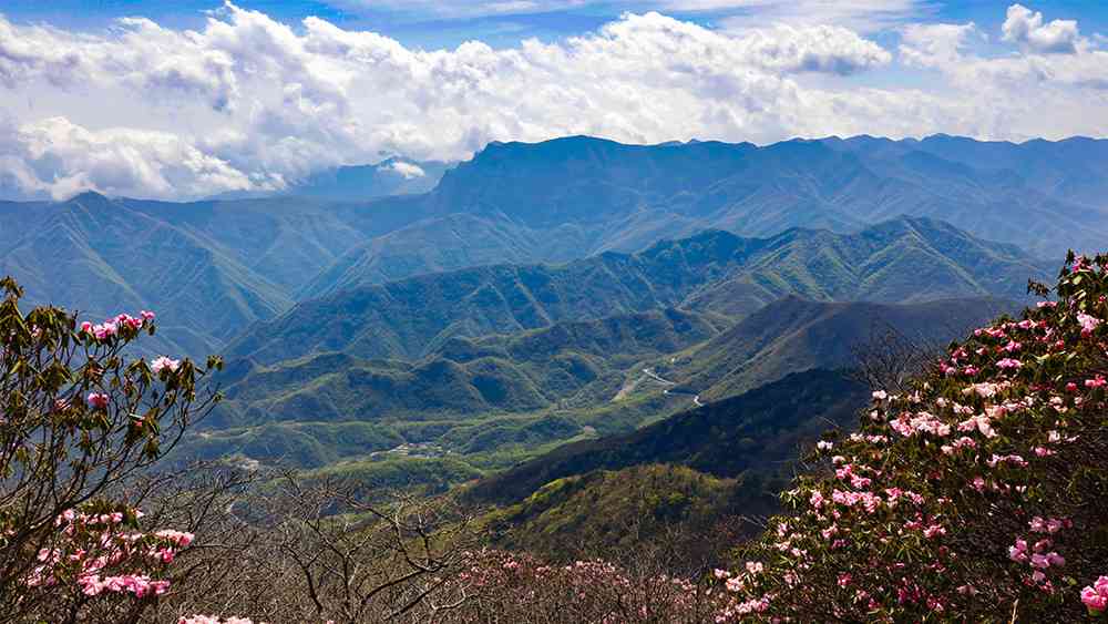五月份去哪里玩?神农架这里有中国最美的高山杜鹃花!