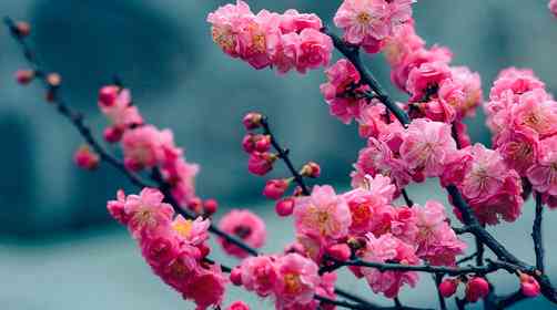 杭州周边的赏梅胜地你知道几个? 江浙沪梅花花期是什么时候?