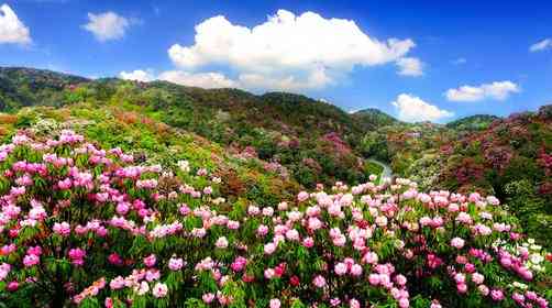春天去贵州旅游,贵州杜鹃花赏花攻略看这里