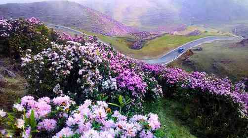 贵州百里杜鹃花期是什么时候?杜鹃花节时间及门票价格预测