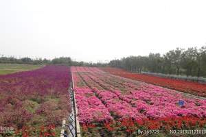 【百万葵园赏花一日游】广州去南沙百万葵园一天|感觉花海世界