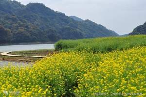 荆门油菜花什么时候去看好|武汉去荆门沙洋看油菜花一日游