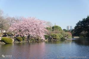 东京一地五日自由行