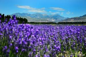 乌鲁木齐到赛里木湖、薰衣草、喀拉峻草原、库尔德宁、那拉提、巴