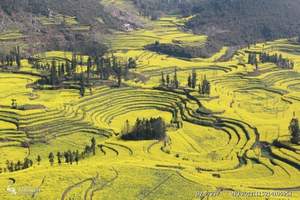 嘉阳火车油菜花 乐山嘉阳小火车二日游 去乐山嘉阳看油菜花路线