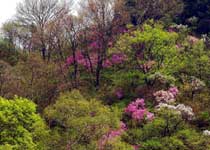 松山森林旅游区